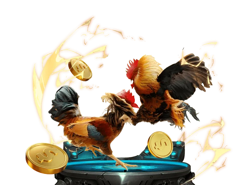 Người chơi đang nghiên cứu chiến lược cá cược đá gà